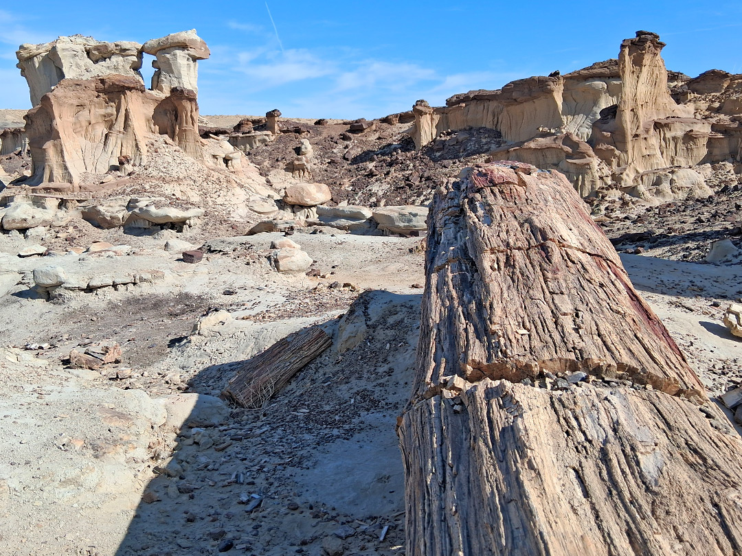 Reddish-brown petrified wood