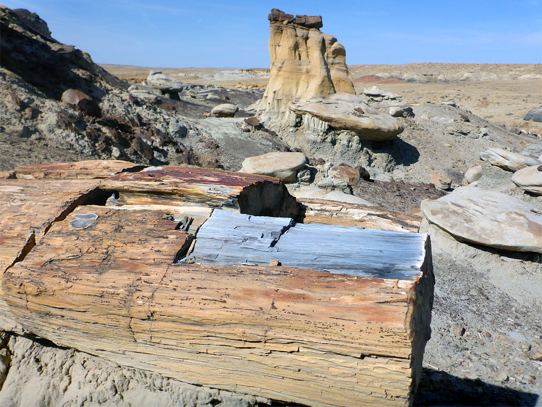 Block of petrified wood