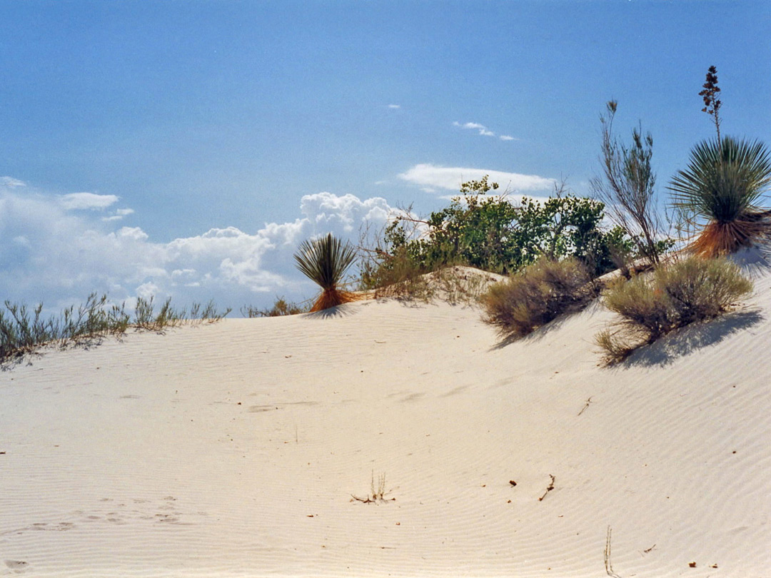 Yucca on the dunes