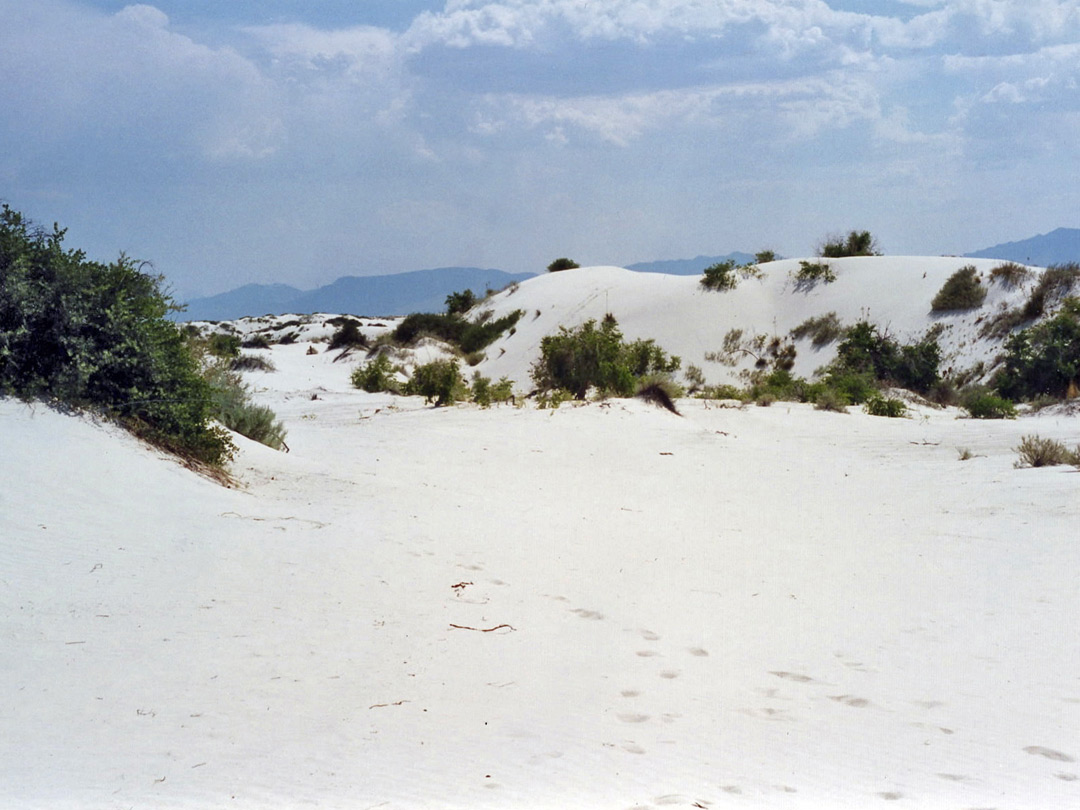 Path through the dunes