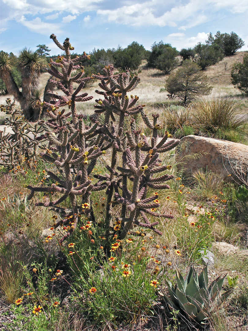 Tree cholla