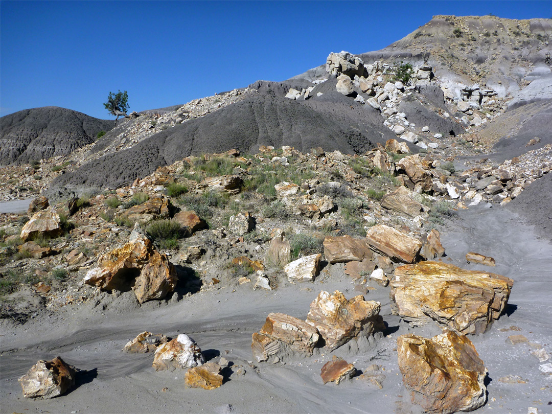 Petrified wood pieces