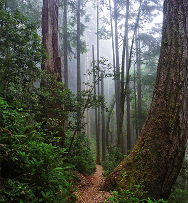 Tall, misty trees