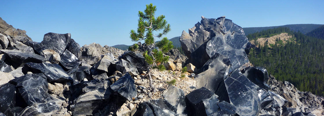 Tree amongst lava blocks - along the Big Obsidian Flow Trail