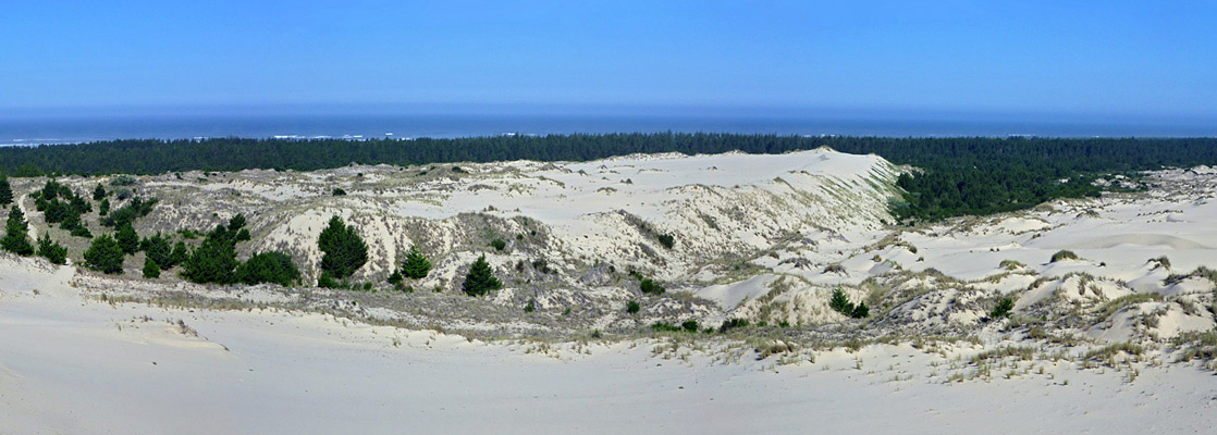 Dunes and forest near Tahkenitch Creek