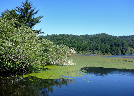 Edge of Tahkenitch Lake