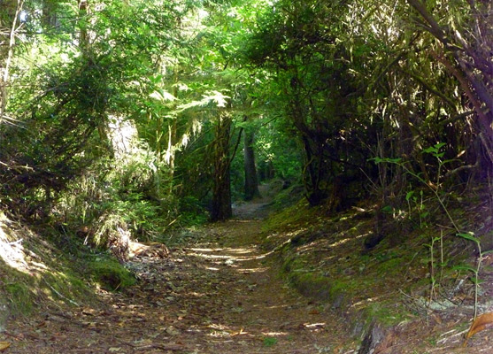 Path through the woods