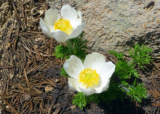 Western pasque flower