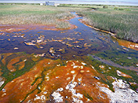 Red algae