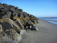 Barnacles and sand