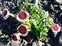 Seaside aster