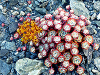 Red-edged leaves and orange flowers