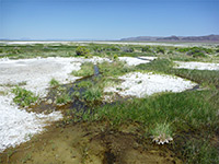 Salt flats