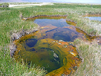 Grassy pools