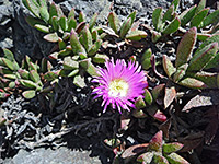 Ice plant