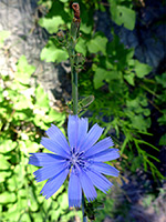 Cichorium intybus