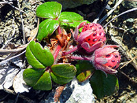 Coastal strawberry