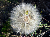 Dandelion seeds