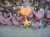 Sea stars on a rock