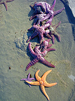 Sea stars