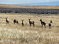 Antelope in the wildlife refuge