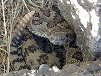 Great Basin rattlesnake