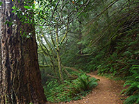 Flat section of the Humbug Mountain Trail