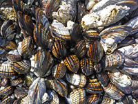 Mussels