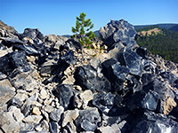 Tree amongst the obsidian