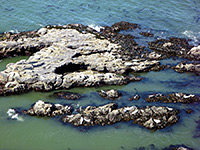 Harbor seals