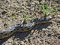 Head of a pine gopher snake