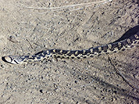 Pine gopher snake