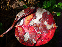 Red leaf