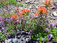 Red and purple flowers