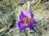 Sagebrush mariposa lily