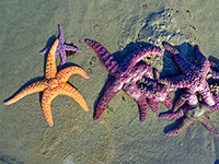 Sea stars