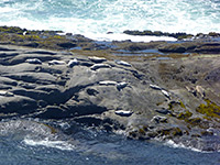 Harbor seals