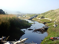 Slough near the Siltcoos River