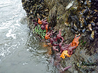 Sea stars and anemones