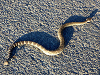 Snake on the road