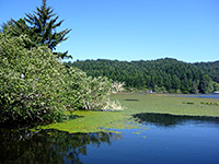 Edge of Tahkenitch Lake