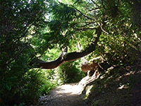 Tahkenitch Dunes Trail