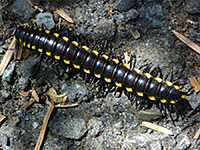 Yellow spotted millipede