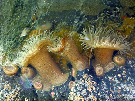 Yellow-orange anemones