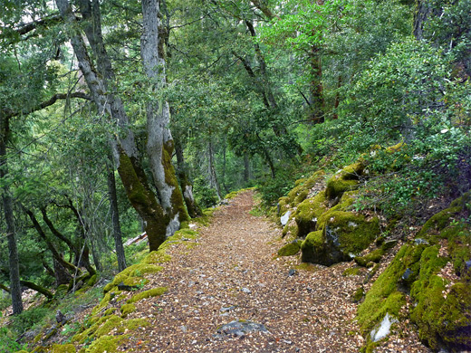 Big Tree Trail