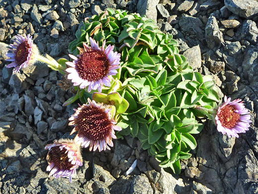 Seaside aster