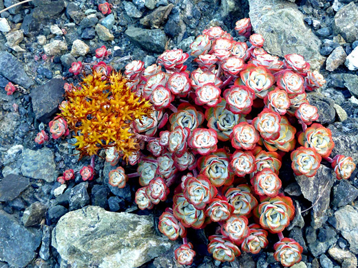 Sedum spathulifolium