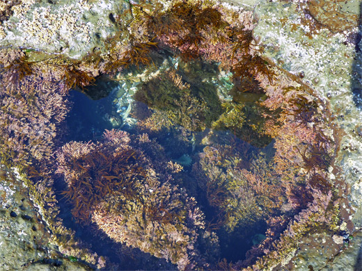 Rock pool