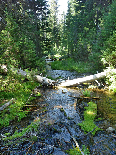 Tree-lined creek, flowing southwards out of the meadow