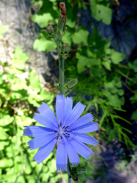 Chicory; Blue chicory flower, John Day Fossil Beds National Monument, Oregon